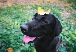 宠物黑料爆料视频大全最新,最新爆料视频大盘点